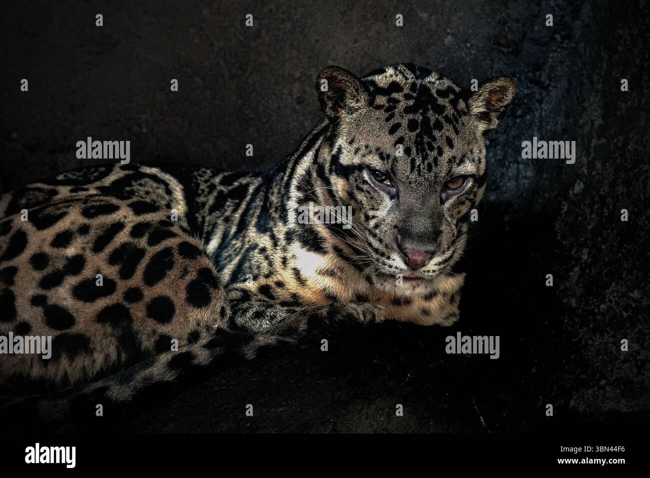 Il leopardo nuvoloso, chiamato anche leopardo nuvoloso della terraferma Foto Stock