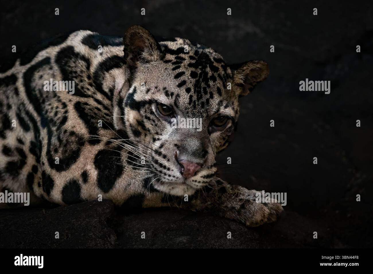Il leopardo nuvoloso, chiamato anche leopa nuvoloso della terraferma Foto Stock