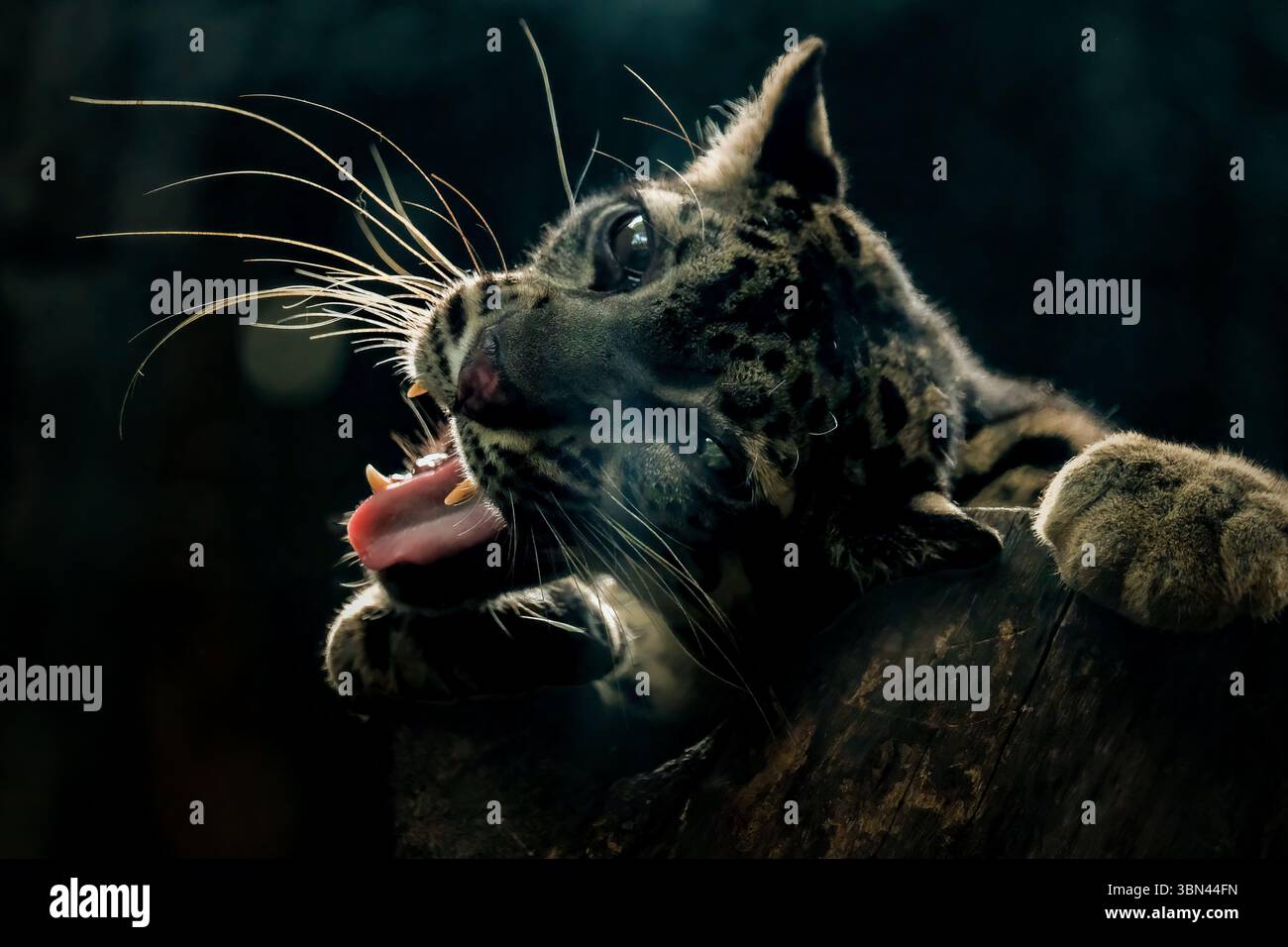 Il leopardo nuvoloso, chiamato anche leopa nuvoloso della terraferma Foto Stock