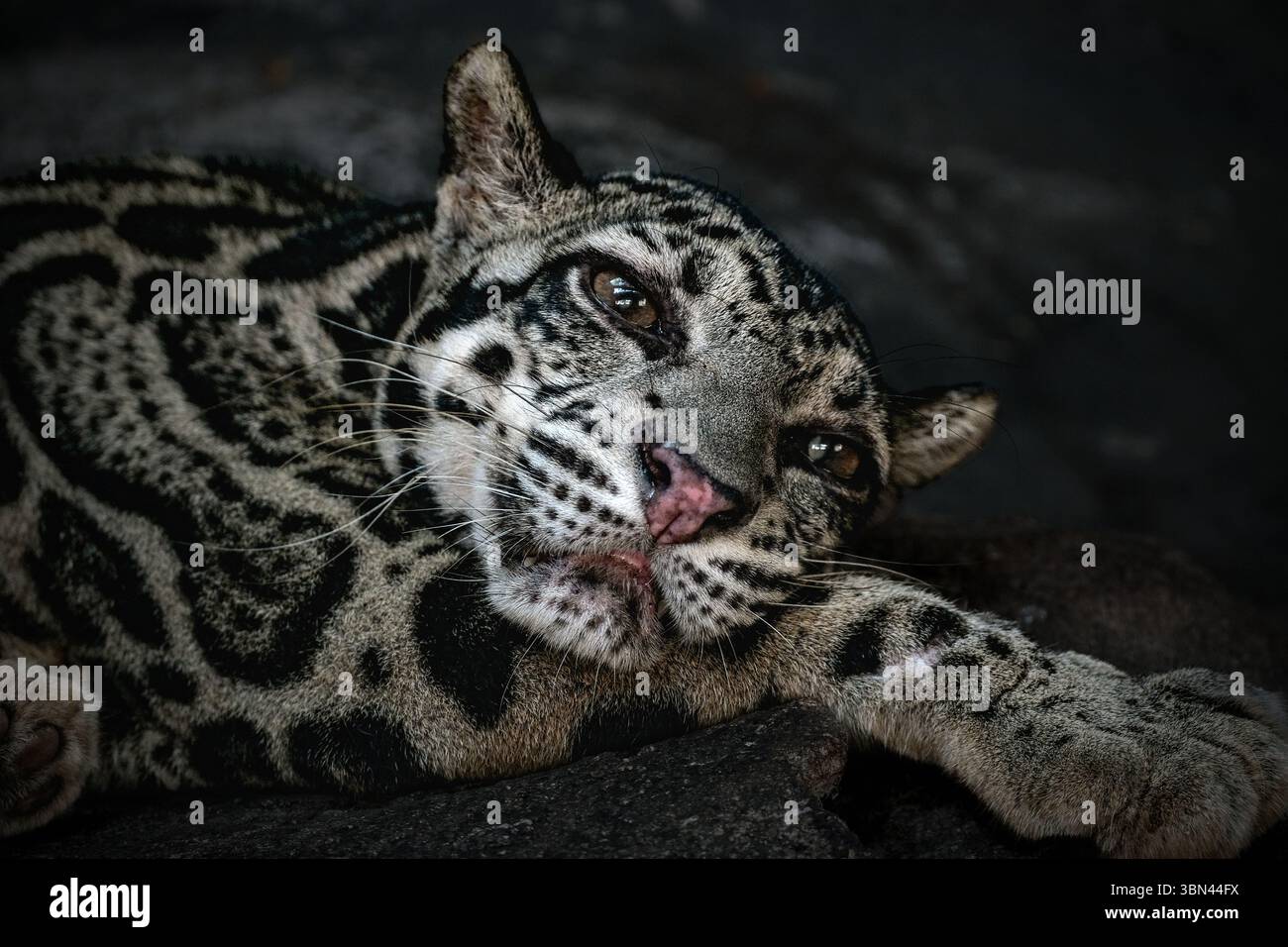 Il leopardo nuvoloso, chiamato anche leopa nuvoloso della terraferma Foto Stock