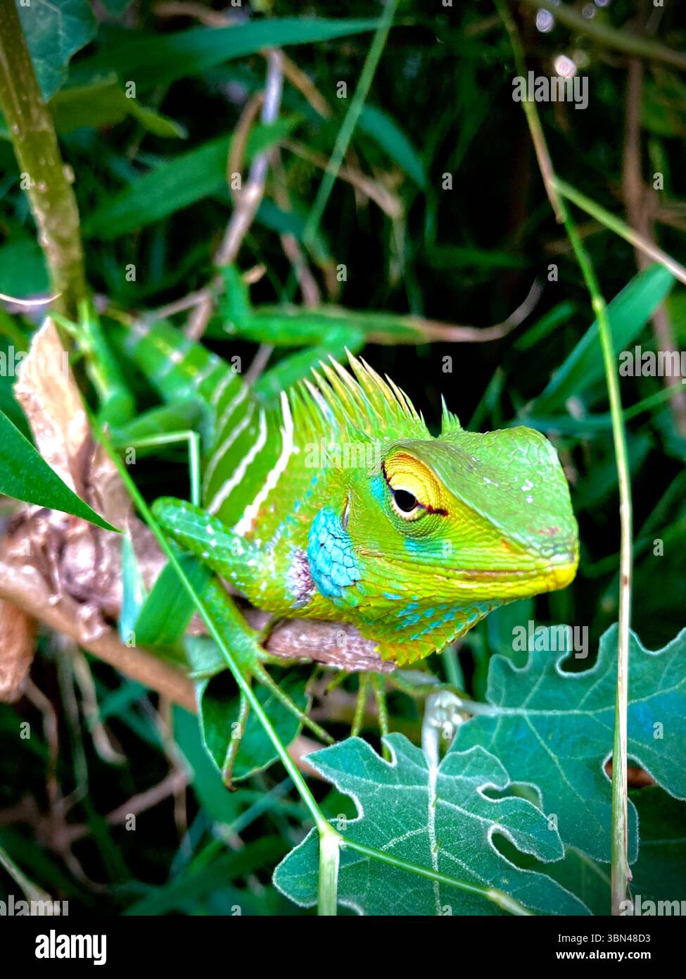 Una vivace lucertola verde appollaiata su un ramo, che mostra i suoi sorprendenti motivi e colori, che si fondono armoniosamente con l'ambiente naturale circostante. - Immagine stock catturata con smartphone