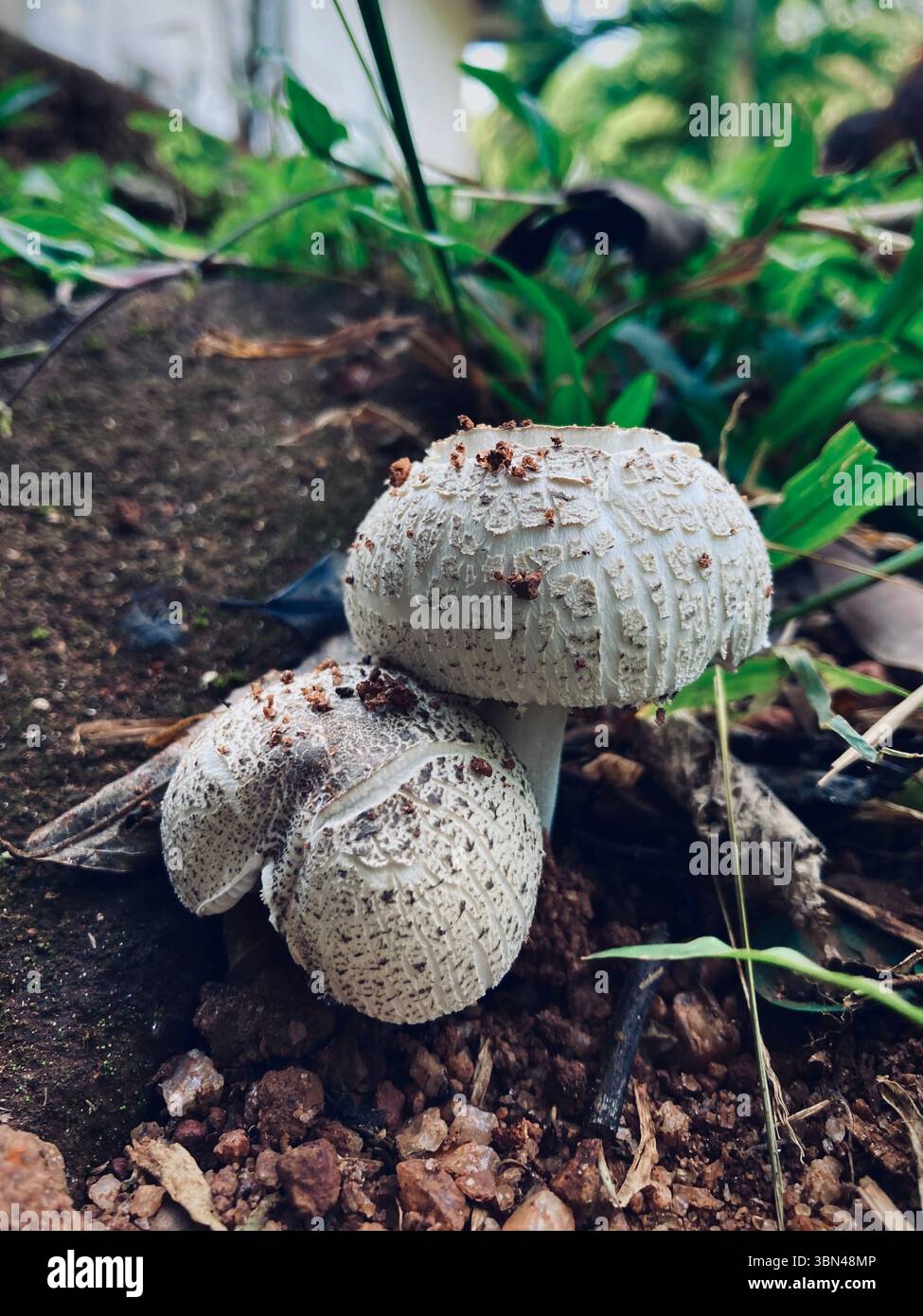 Un paio di delicati funghi che emergono dalla terra, che mettono in risalto l'intricata consistenza e la bellezza della natura - Immagine stock catturata con smartphone