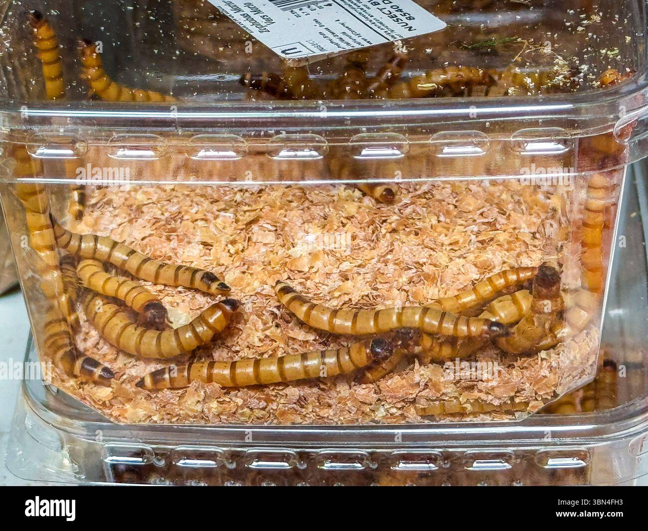 Vendita di insetti viventi in scatole di plastica trasparente in un centro giardino Foto Stock