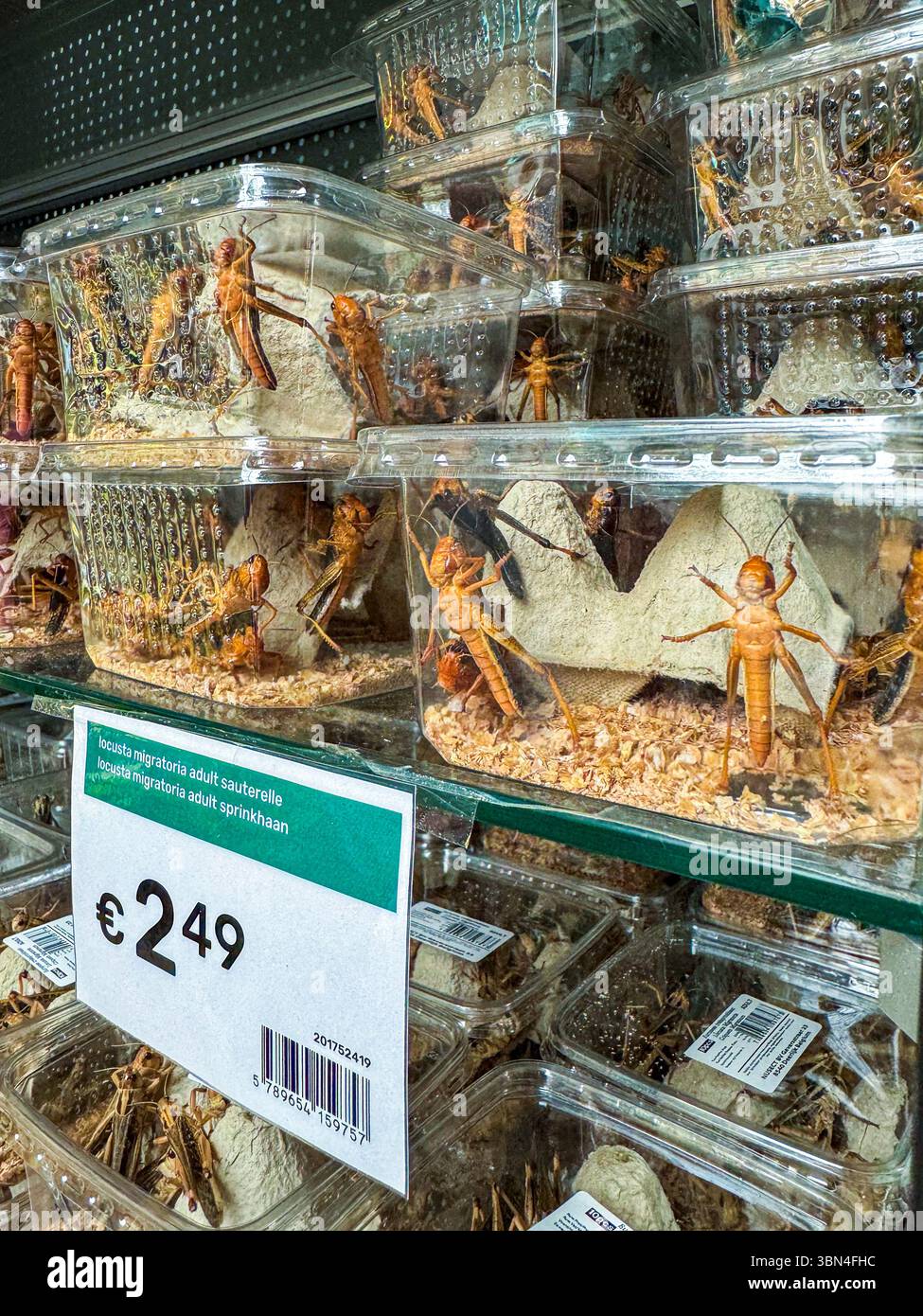 Vendita di insetti viventi in scatole di plastica trasparente in un centro giardino Foto Stock