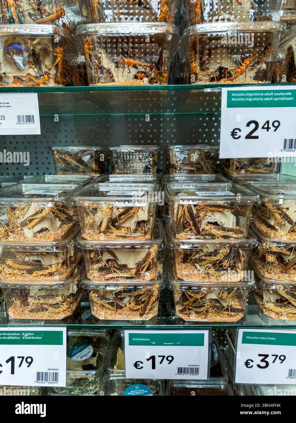 Vendita di insetti viventi in scatole di plastica trasparente in un centro giardino Foto Stock