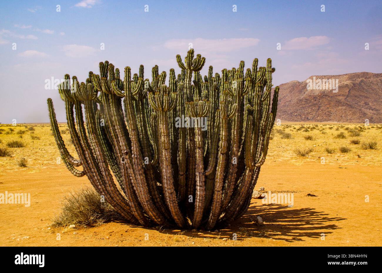 Namib maturo Candelabra Naboom (Euphorbia virosa), vecchia e impressionante pianta vicino a Solitaire, sul bordo del deserto del Namib, Namibia Foto Stock