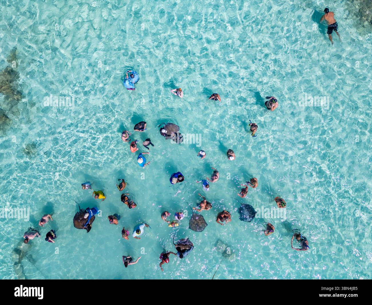 Antigua e Barbuda, Indie occidentali, Antigua Island. Stingray City, Antigua Foto Stock