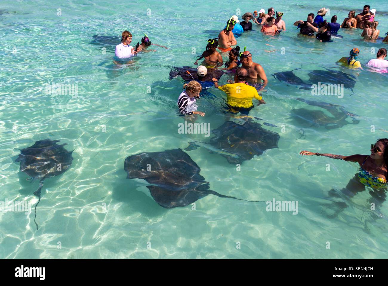 Antigua e Barbuda, Indie occidentali, Antigua Island. Stingray City, Antigua Foto Stock