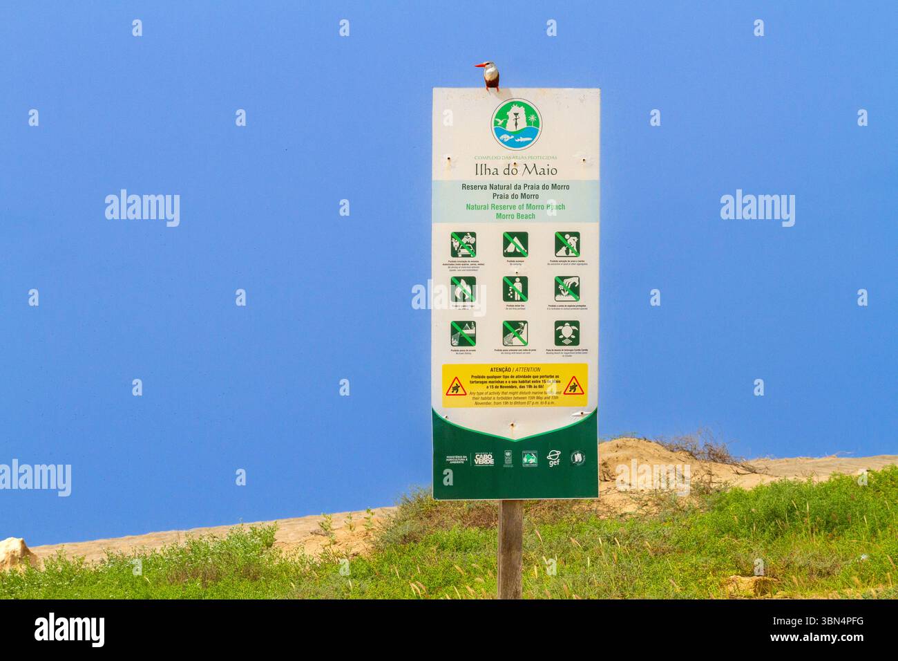 Africa, Isola di Capo Verde, Isola di Maio. Morro. Riserva naturale di Praia do Morro. Kingfisher dalla testa grigia, Halcyon leucocephala, sull'insegna della riserva naturale Foto Stock