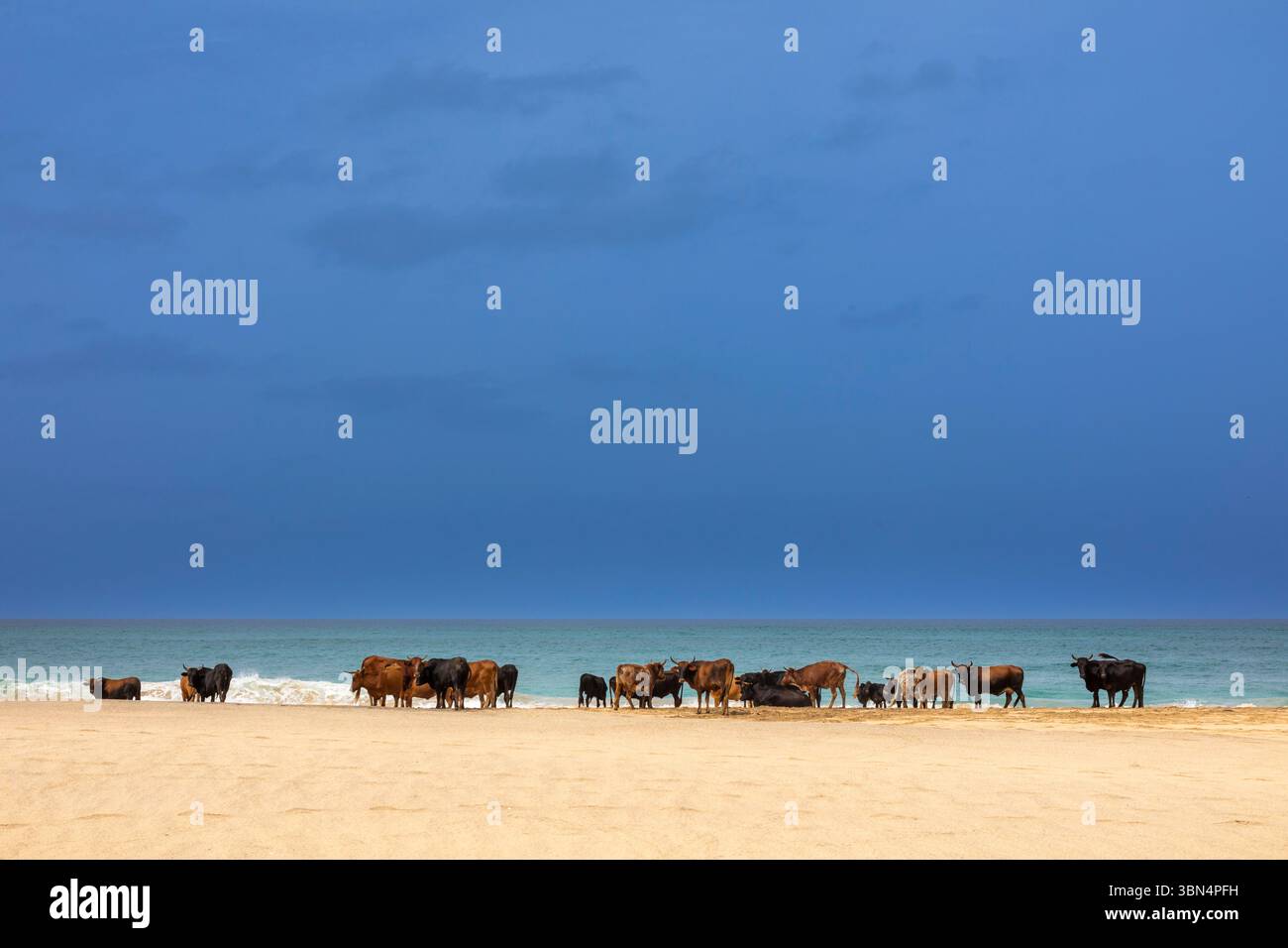 Africa, Isola di Capo Verde, Isola di Maio. Morro. Riserva naturale di Praia do Morro. Branco di mucche sulla spiaggia. Foto Stock