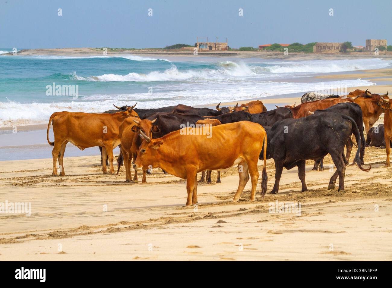 Africa, Isola di Capo Verde, Isola di Maio. Morro. Riserva naturale di Praia do Morro. Branco di mucche sulla spiaggia. Foto Stock