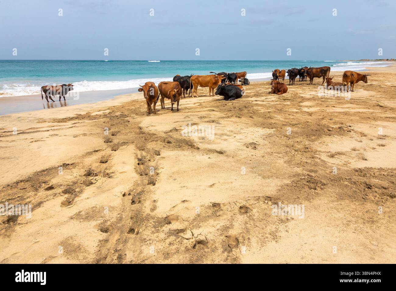 Africa, Isola di Capo Verde, Isola di Maio. Morro. Riserva naturale di Praia do Morro. Branco di mucche sulla spiaggia. Foto Stock