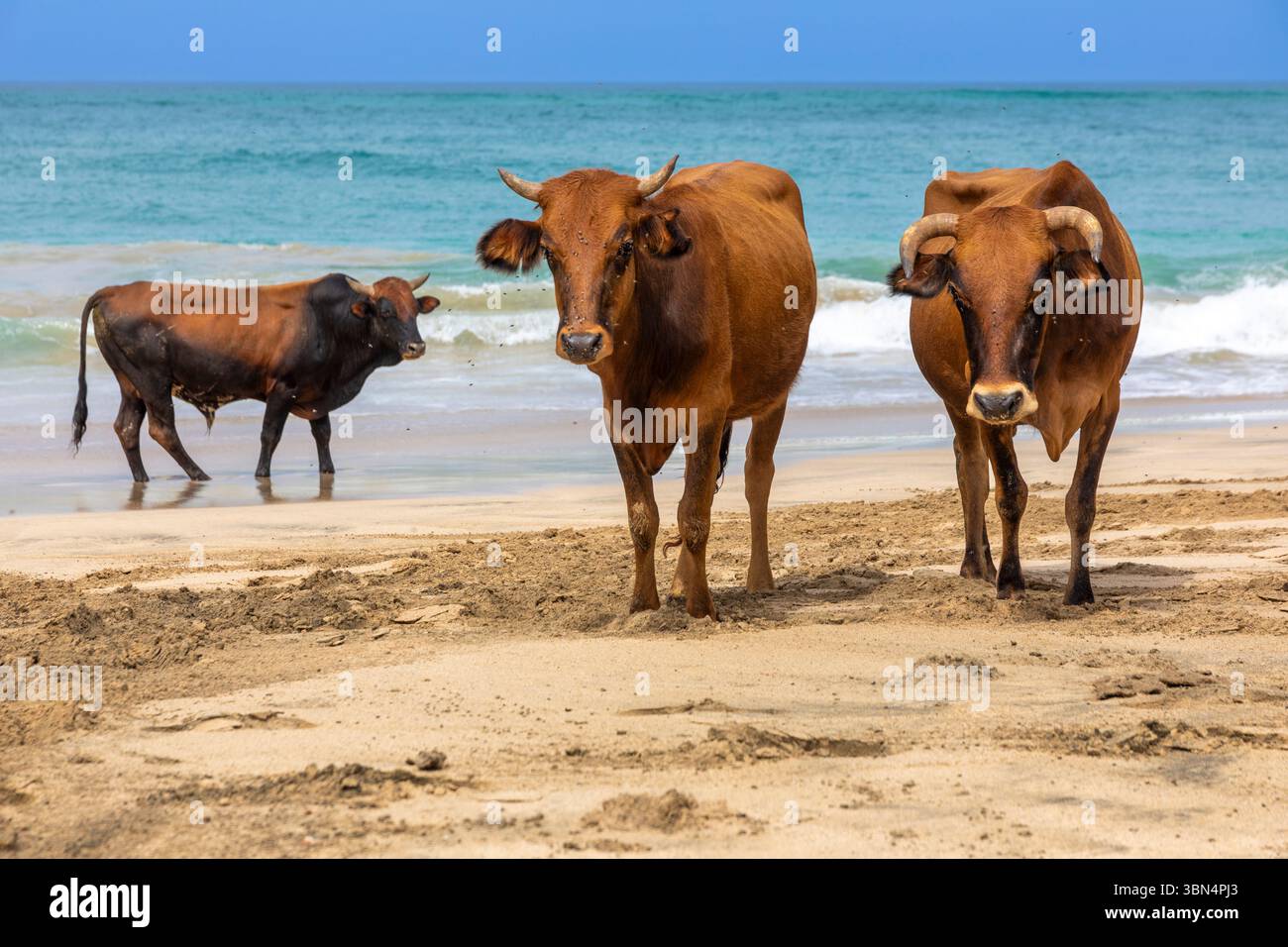 Africa, Isola di Capo Verde, Isola di Maio. Morro. Riserva naturale di Praia do Morro. Branco di mucche sulla spiaggia. Foto Stock