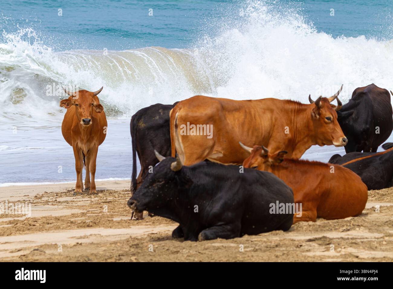 Africa, Isola di Capo Verde, Isola di Maio. Morro. Riserva naturale di Praia do Morro. Branco di mucche sulla spiaggia. Foto Stock