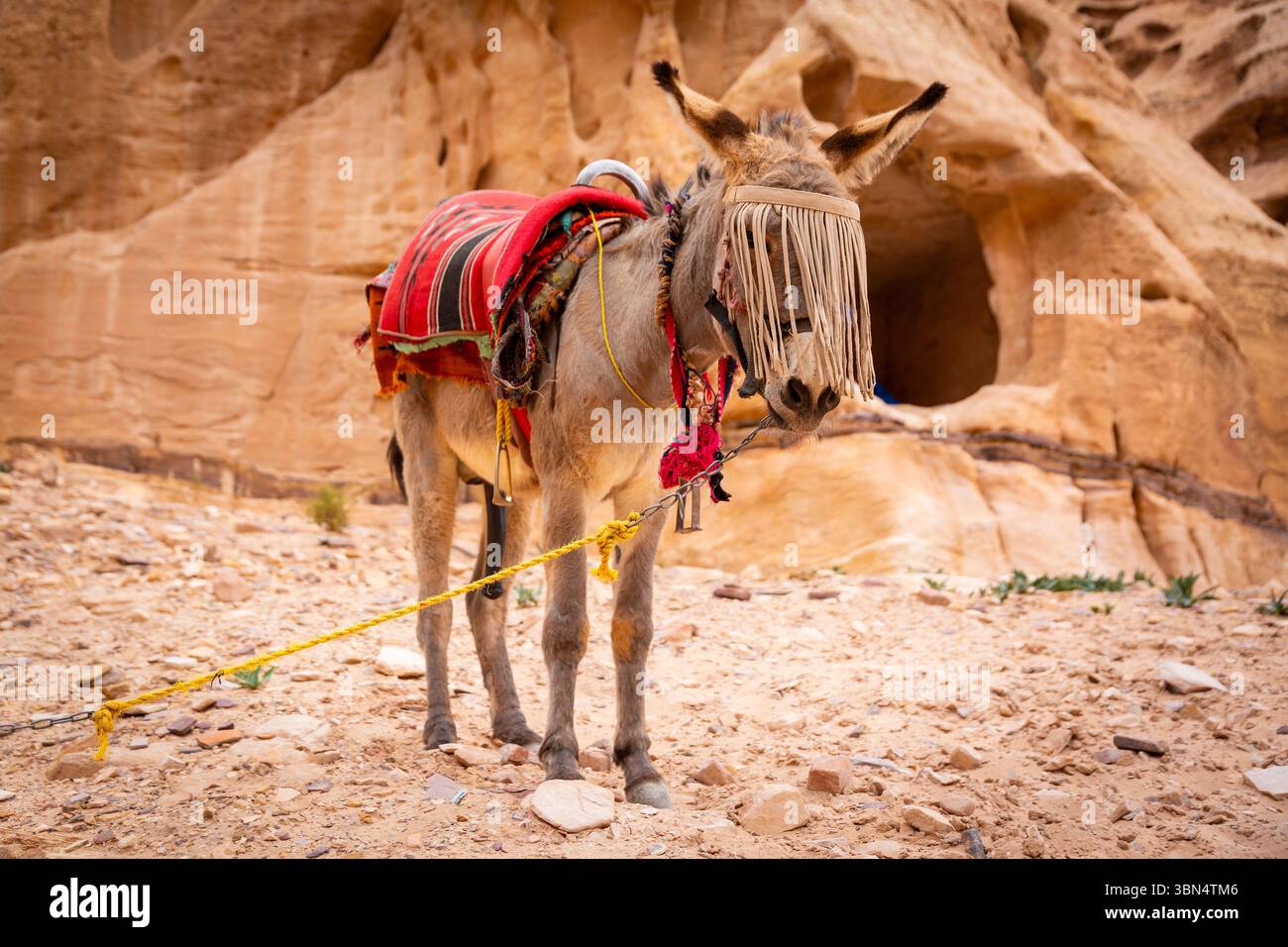 Jordan, Petra. Asino dotato di un sistema anti-volo. Foto Stock