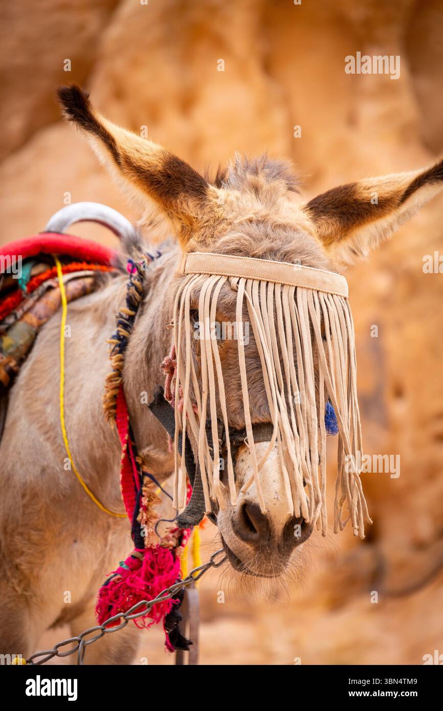 Jordan, Petra. Asino dotato di un sistema anti-volo. Foto Stock