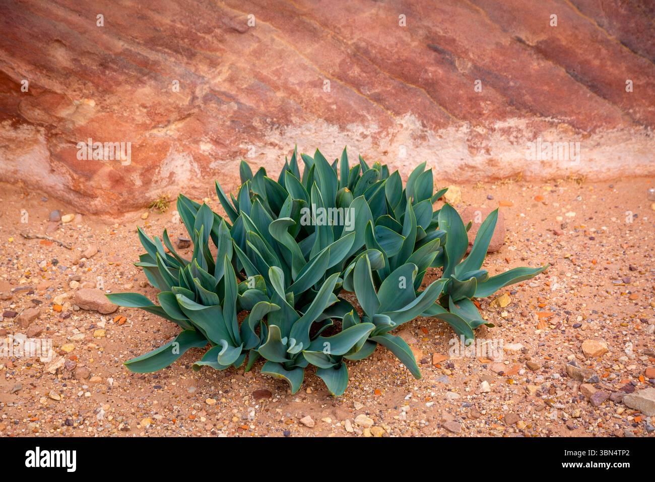 Jordan, Petra. Piante che crescono in condizioni aride Foto Stock