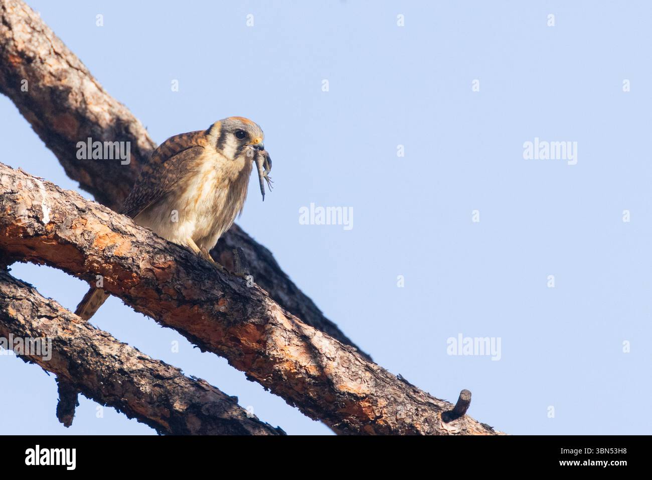 Gheppio americano femminile (Falco sparverius) arroccato su un ramo di pino che tiene una lucertola nel becco. Foto Stock