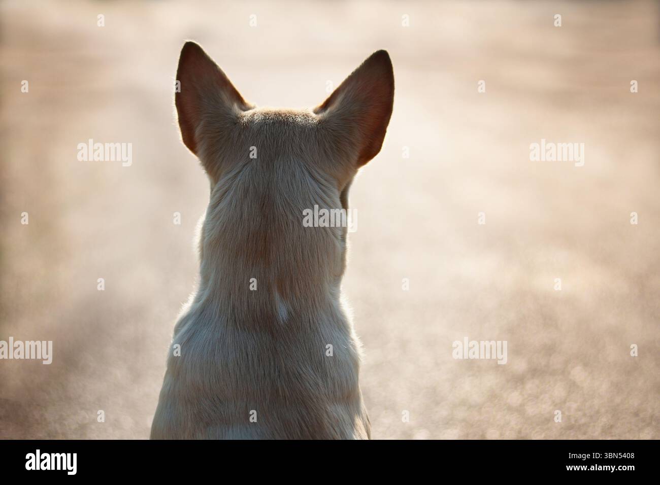 cane randagio seduto e guardando sulla strada contro la luce del sole. Foto Stock