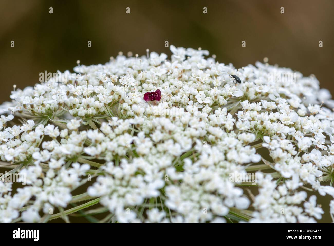 Carota selvatica (Daucus carota) fiore selvatico, ammassi di fiori bianchi con un unico fiore rosso viola al centro, Inghilterra, Regno Unito Foto Stock