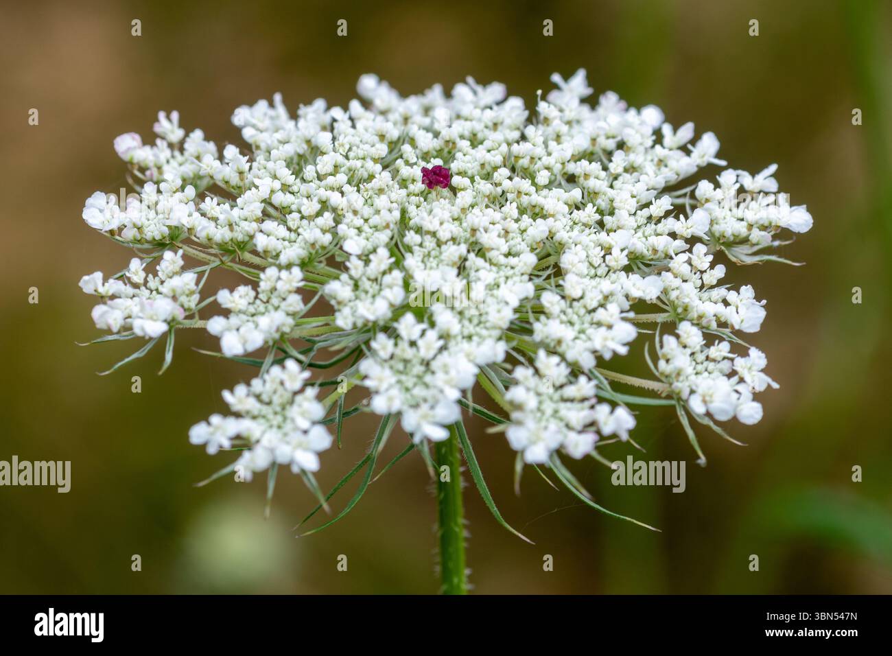 Carota selvatica (Daucus carota) fiore selvatico, ammassi di fiori bianchi con un unico fiore rosso viola al centro, Inghilterra, Regno Unito Foto Stock