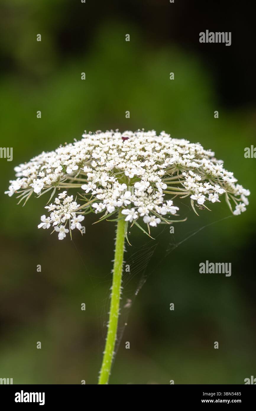 Carota selvatica (Daucus carota) fiore selvatico, ammassi di fiori bianchi con un unico fiore rosso viola al centro, Inghilterra, Regno Unito Foto Stock