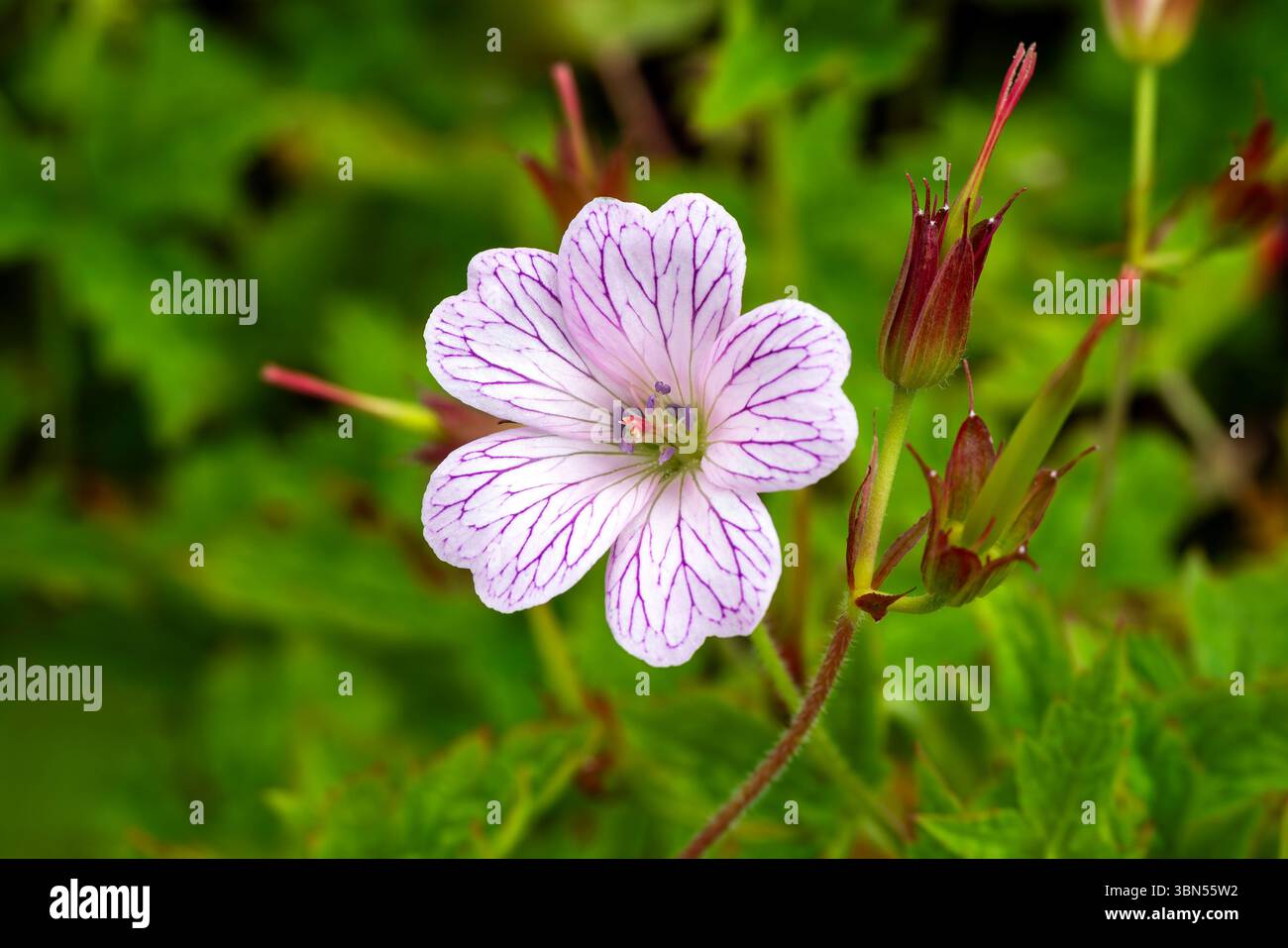 Geranium x oxonianum "A T Johnson" una pianta estiva in fiore con un fiore rosa estivo comunemente noto come gru, immagine fotografica di stock di giardinaggio Foto Stock