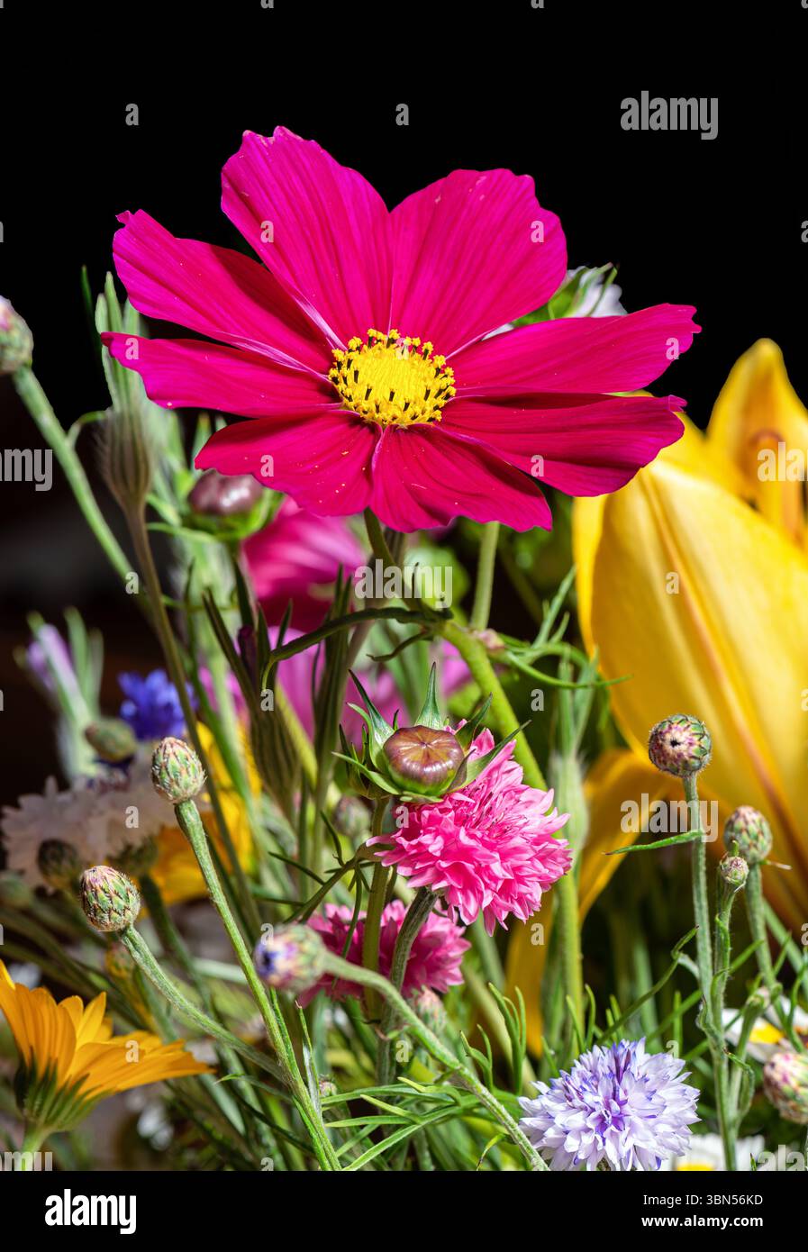 Vista ravvicinata di un fiore rosa Cosmos bipinnatus sullo sfondo colorato. Foto Stock