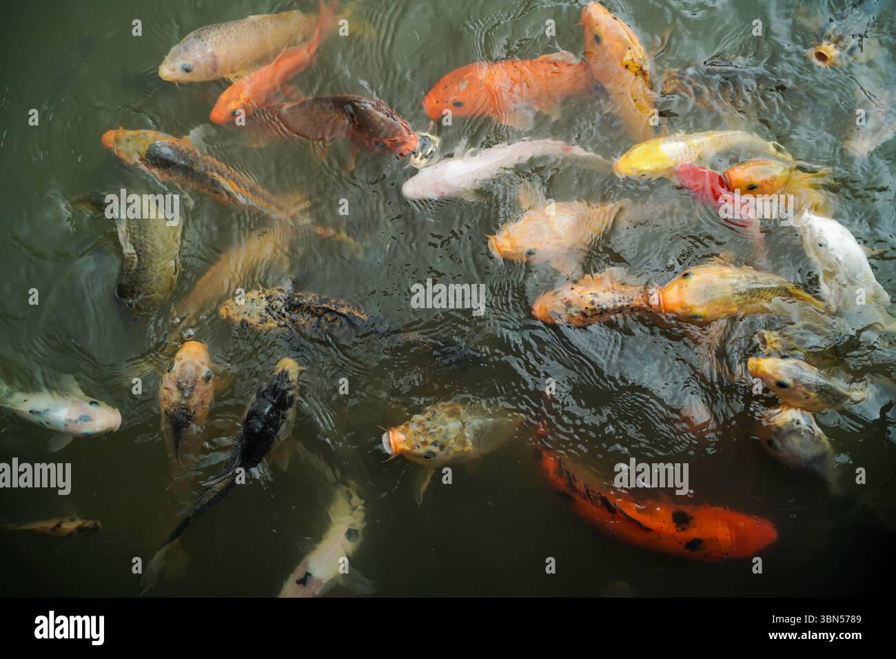 pesci koi colorati che nuotano nello stagno Foto Stock