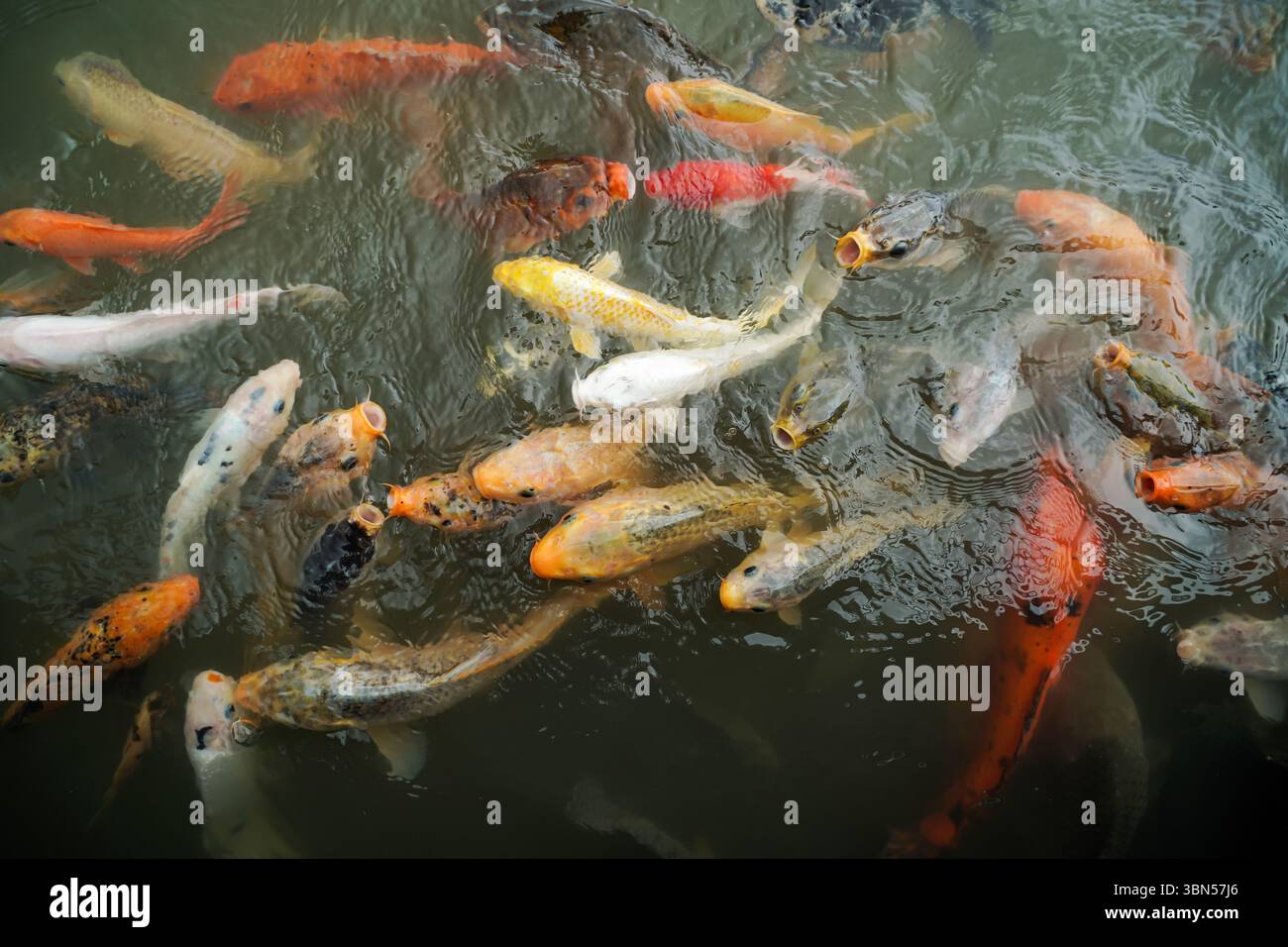 pesci koi colorati che nuotano nello stagno Foto Stock