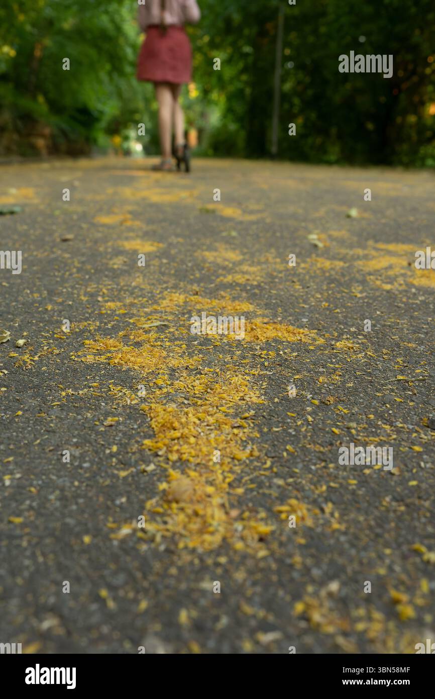Una ragazza su uno scooter corre lungo un vicolo nel parco. Un bambino cavalca uno scooter nel parco. Ragazza su uno scooter Foto Stock