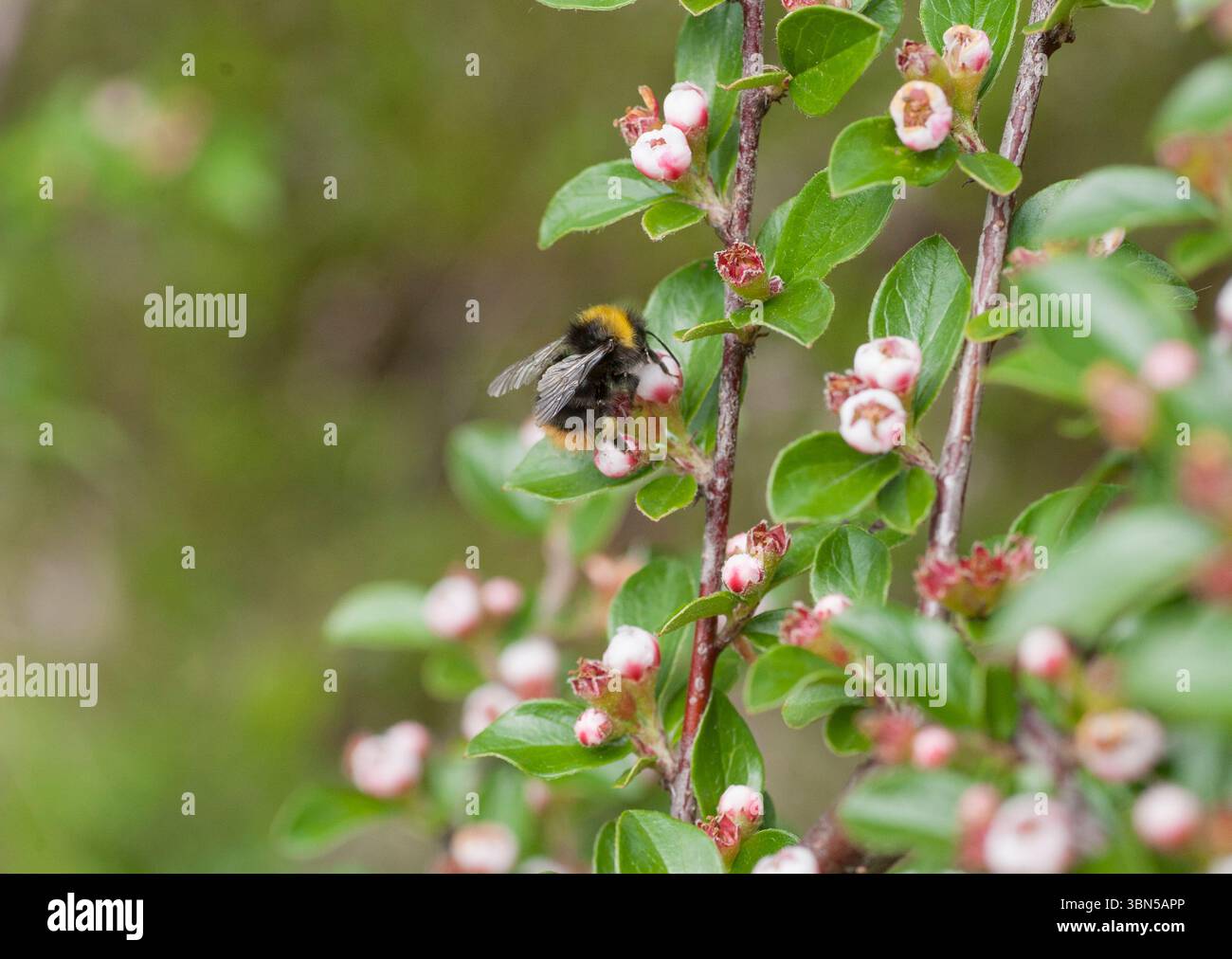 Bumblebee Bombus Pratorum su Cotoneaster divaricatus Foto Stock