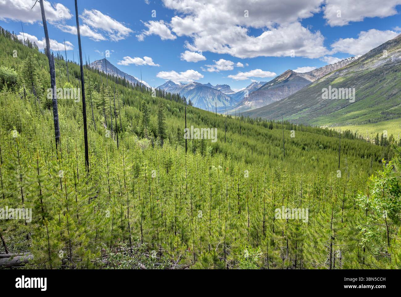 Veduta aerea del passo Vermilion che collega i parchi nazionali di Banff e Kootenay nelle Montagne Rocciose canadesi Foto Stock