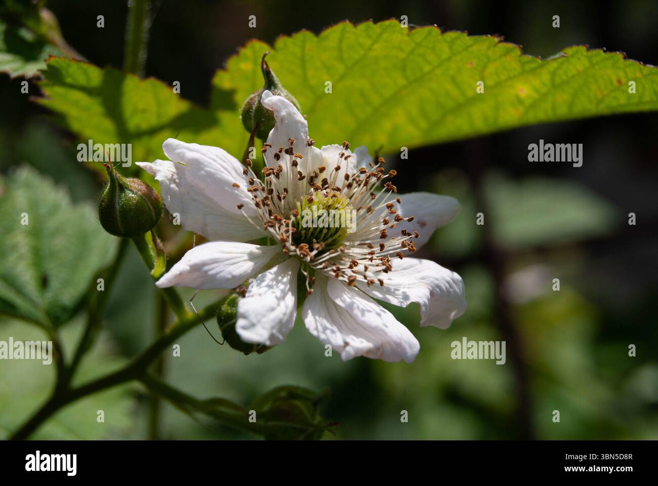 Splendido fiore di mora bianco con dettagli raffinati catturati dalla luce naturale. Foto Stock