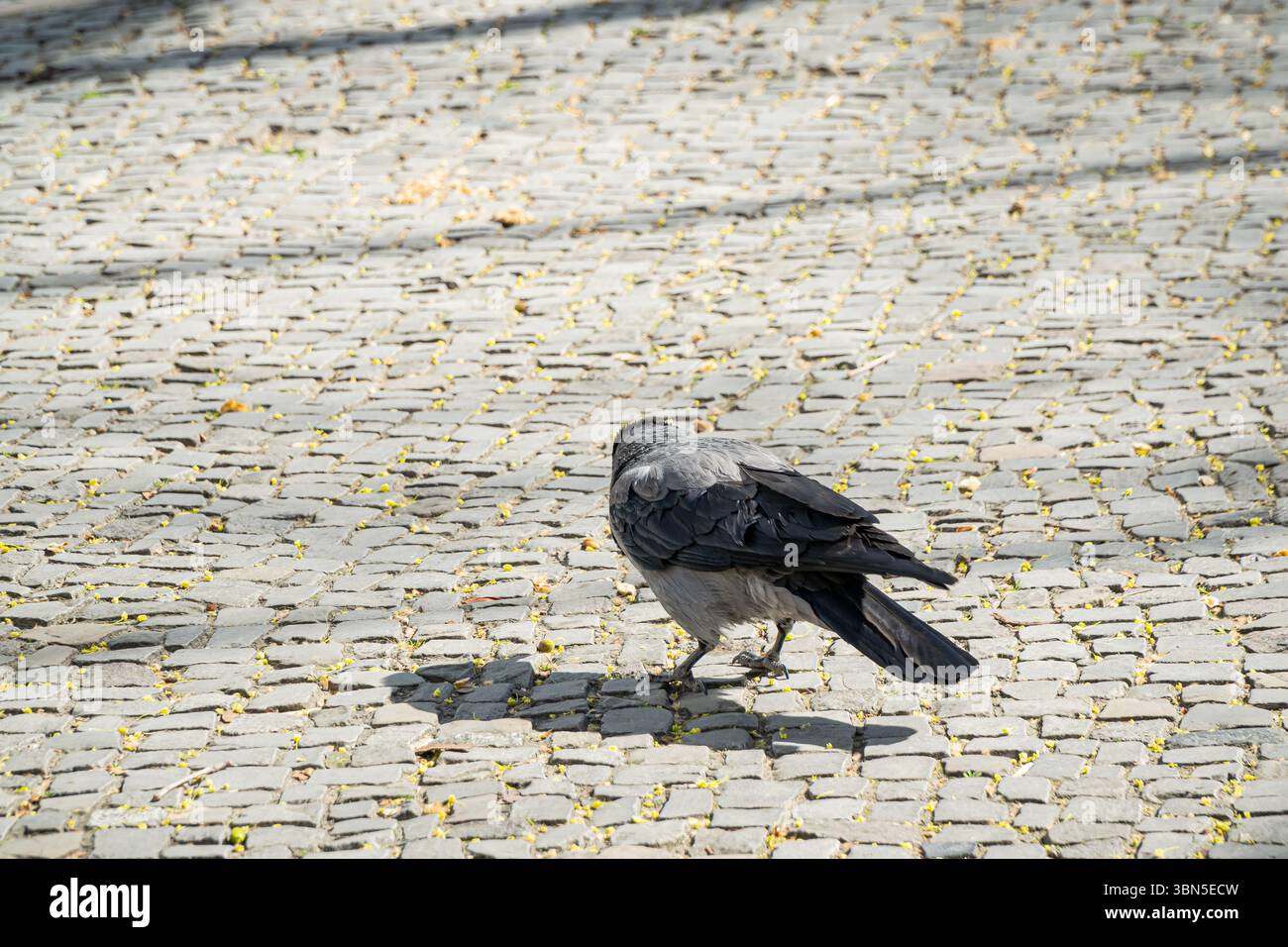 Un corvo incappucciato sembra abbassare la testa e girare leggermente indietro mentre cammina lungo una piazza di ciottoli. Foto Stock