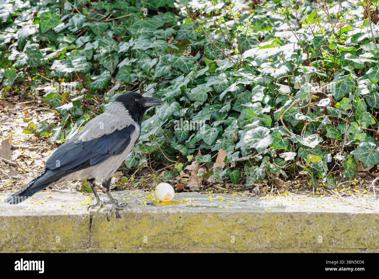Un corvo incappucciato (Corvus cornix) si erge accanto a un guscio d'uovo incrinato su una sporgenza di pietra in un parco urbano. L'uccello è rivolto in avanti, attento e osservante. Foto Stock