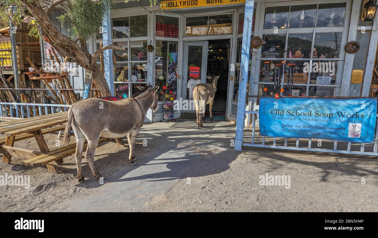 'Visitatori inaspettati a Seligman: Un paio di asini esplorano casualmente un negozio della Route 66, catturando l'anima eccentrica del sud-ovest americano. Foto Stock