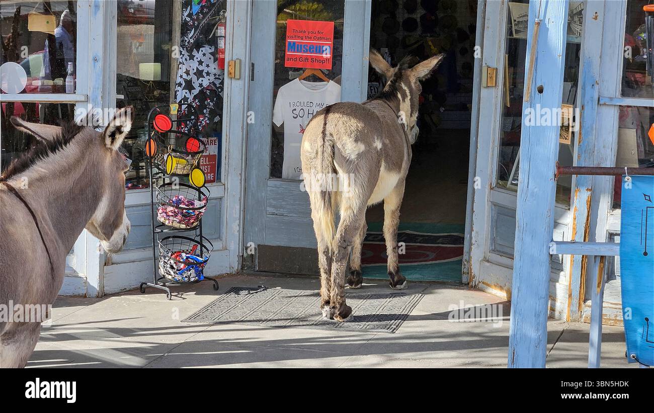 'Visitatori inaspettati a Seligman: Un paio di asini esplorano casualmente un negozio della Route 66, catturando l'anima eccentrica del sud-ovest americano. Foto Stock