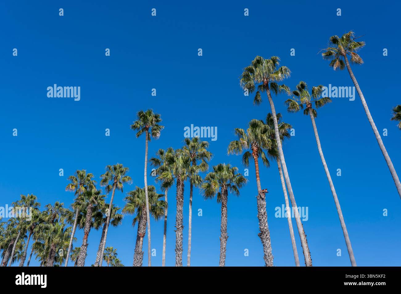 Le maestose palme si innalzano contro un cielo azzurro impeccabile nel West americano, catturando il calore, la serenità e il fascino senza tempo della California Foto Stock