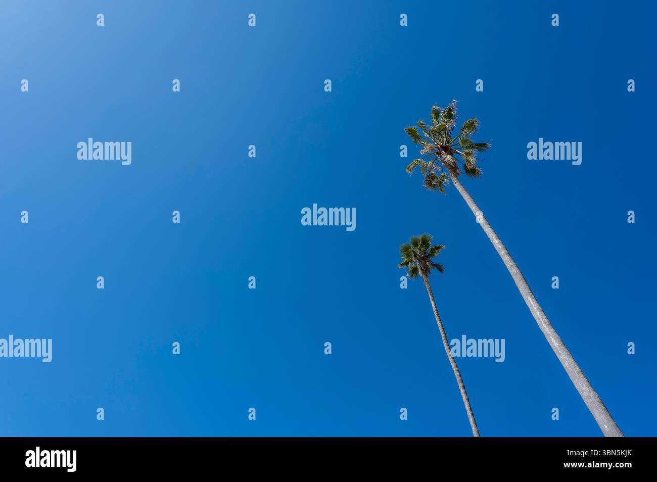 Le maestose palme si innalzano contro un cielo azzurro impeccabile nel West americano, catturando il calore, la serenità e il fascino senza tempo della California Foto Stock