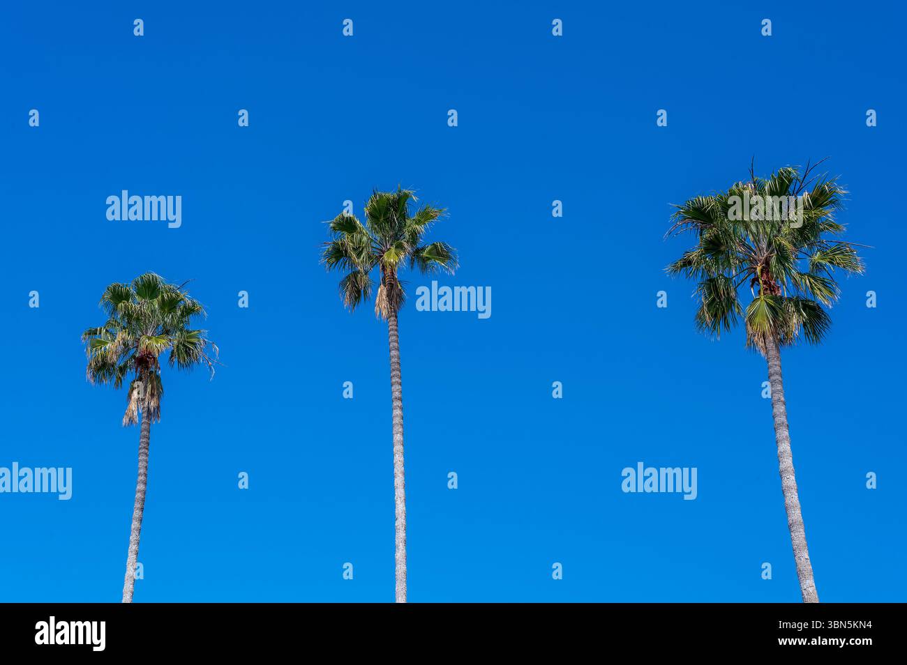 Le maestose palme si innalzano contro un cielo azzurro impeccabile nel West americano, catturando il calore, la serenità e il fascino senza tempo della California Foto Stock