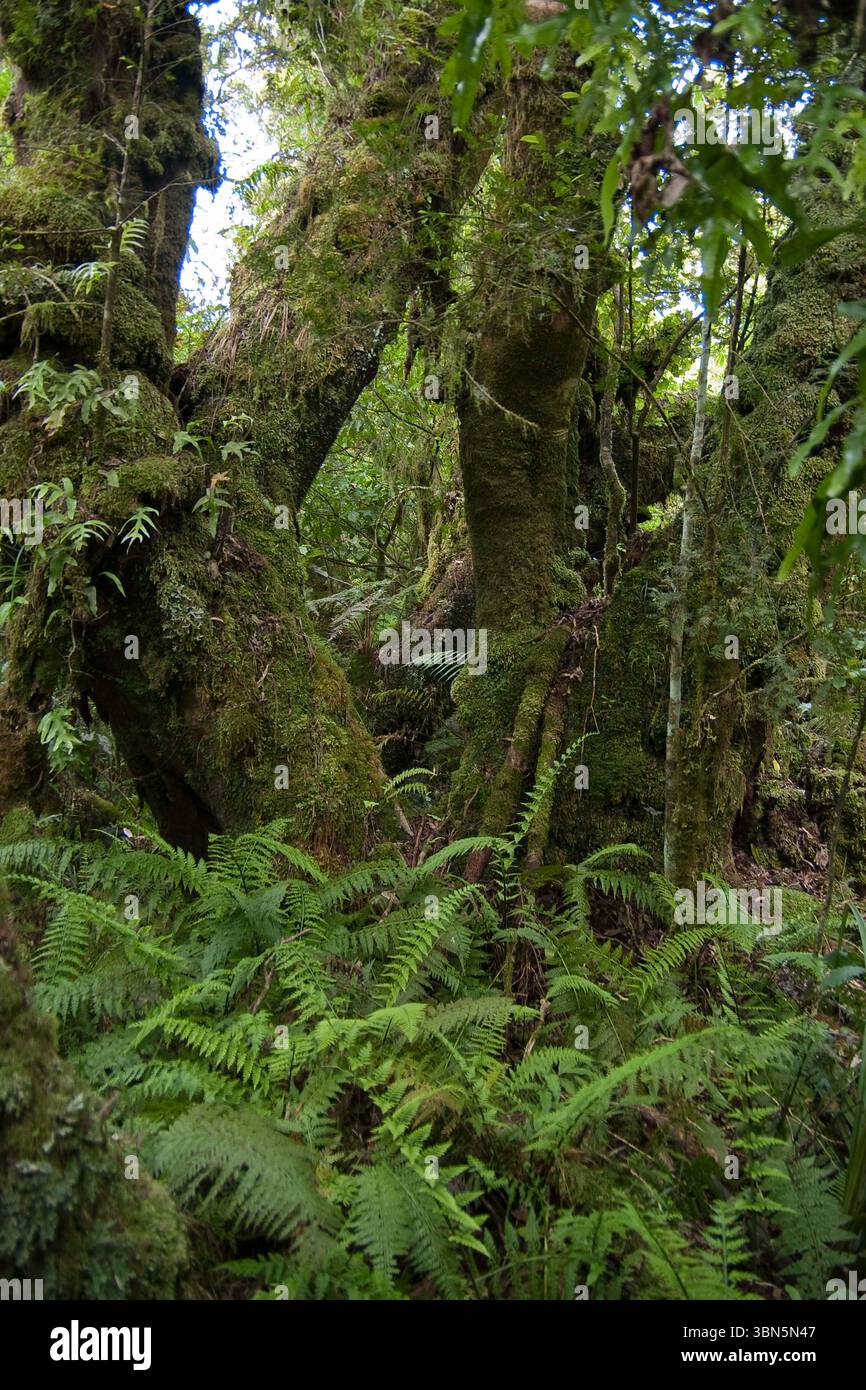 Foresta pluviale con felci alte e tronchi d'albero completamente ricoperti di muschio. Tararua Forest Park, regione di Wellington, Isola del Nord, nuova Zelanda Foto Stock