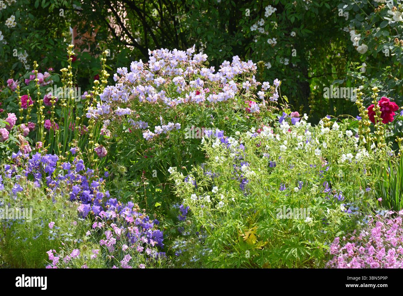 Confine estivo misto con vecchie rose, rosa, campanula persicifolia blu, sisyrinchium e gerani resistenti nel Regno Unito. Giugno Foto Stock