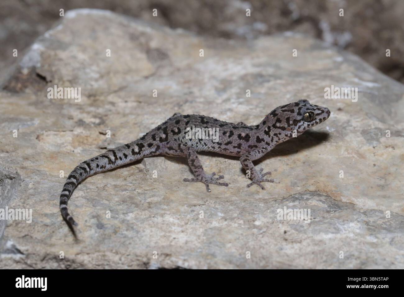 (250630) -- PHNOM PENH, 30 giugno 2025 (Xinhua) -- questa foto scattata il 21 marzo 2024 mostra un geco di Battambang raffigurato nella provincia di Battambang, Cambogia. PER ANDARE CON 'nuove scoperte di geco acciono alle profondità nascoste del paradiso della fauna selvatica in Cambogia' (programma Cambogia di fauna e flora/handout via Xinhua) Foto Stock