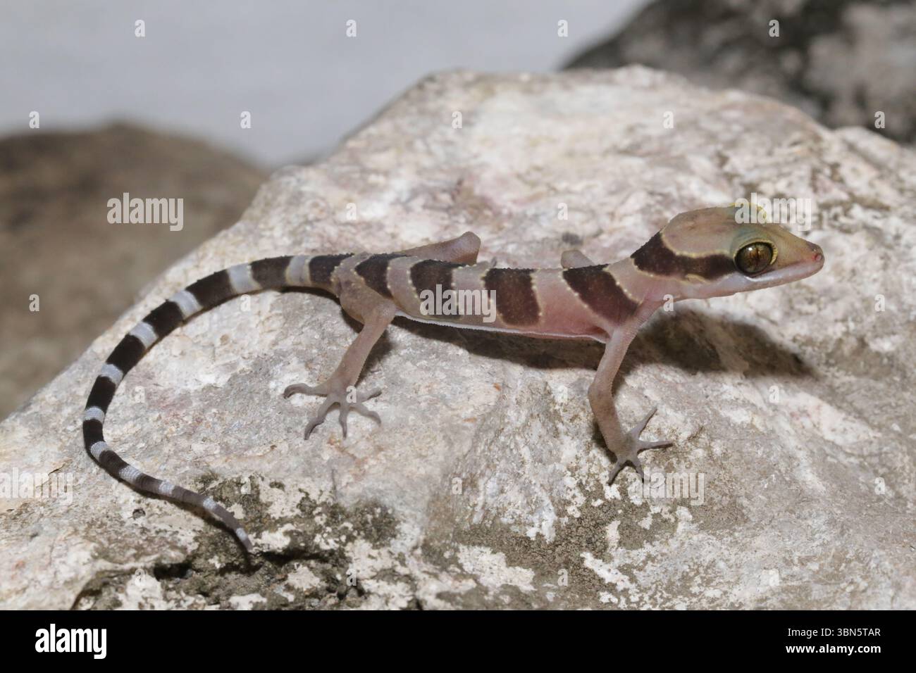 (250630) -- PHNOM PENH, 30 giugno 2025 (Xinhua) -- questa foto scattata il 20 marzo 2024 mostra un geco con punta piegata Kamping poi raffigurato nella provincia di Battambang, Cambogia. PER ANDARE CON 'nuove scoperte di geco acciono alle profondità nascoste del paradiso della fauna selvatica in Cambogia' (programma Cambogia di fauna e flora/handout via Xinhua) Foto Stock