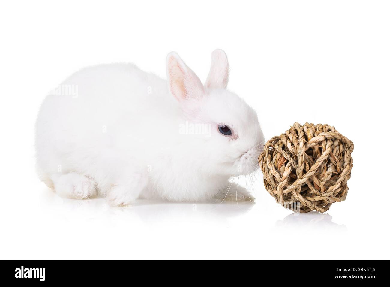 Un piccolo coniglio decorativo di colore bianco sniffa un giocattolo fatto di paglia a forma di palla isolata su sfondo bianco Foto Stock