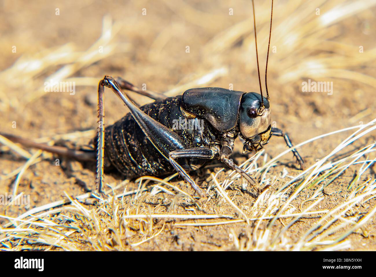 Mormon Cricket su un sentiero senza nome nel parco nazionale di Yellowstone, Wyoming Foto Stock