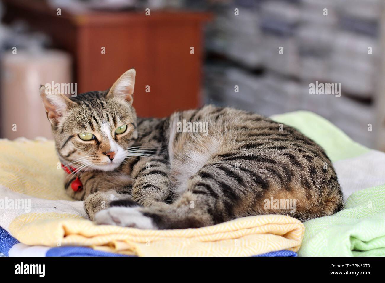 Gatto da tavola dagli occhi verdi seduto su coperte accoglienti, con vista laterale all'interno. Cattura la postura di allarme, la pelliccia a righe e il comfort della casa con una luce naturale soffusa. Foto Stock
