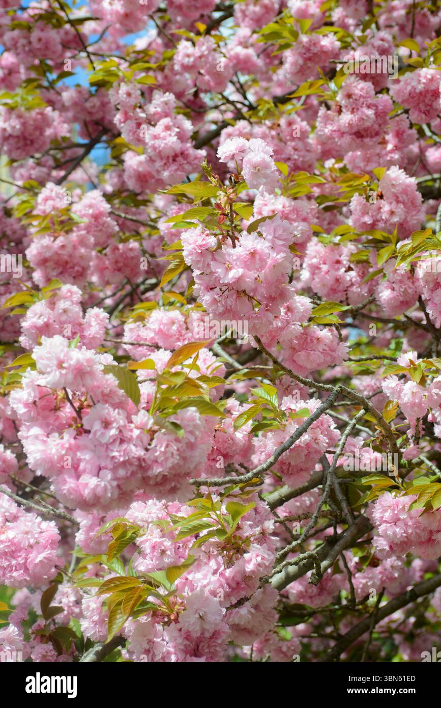 Rami di ciliegio Sakura in piena fioritura Foto Stock