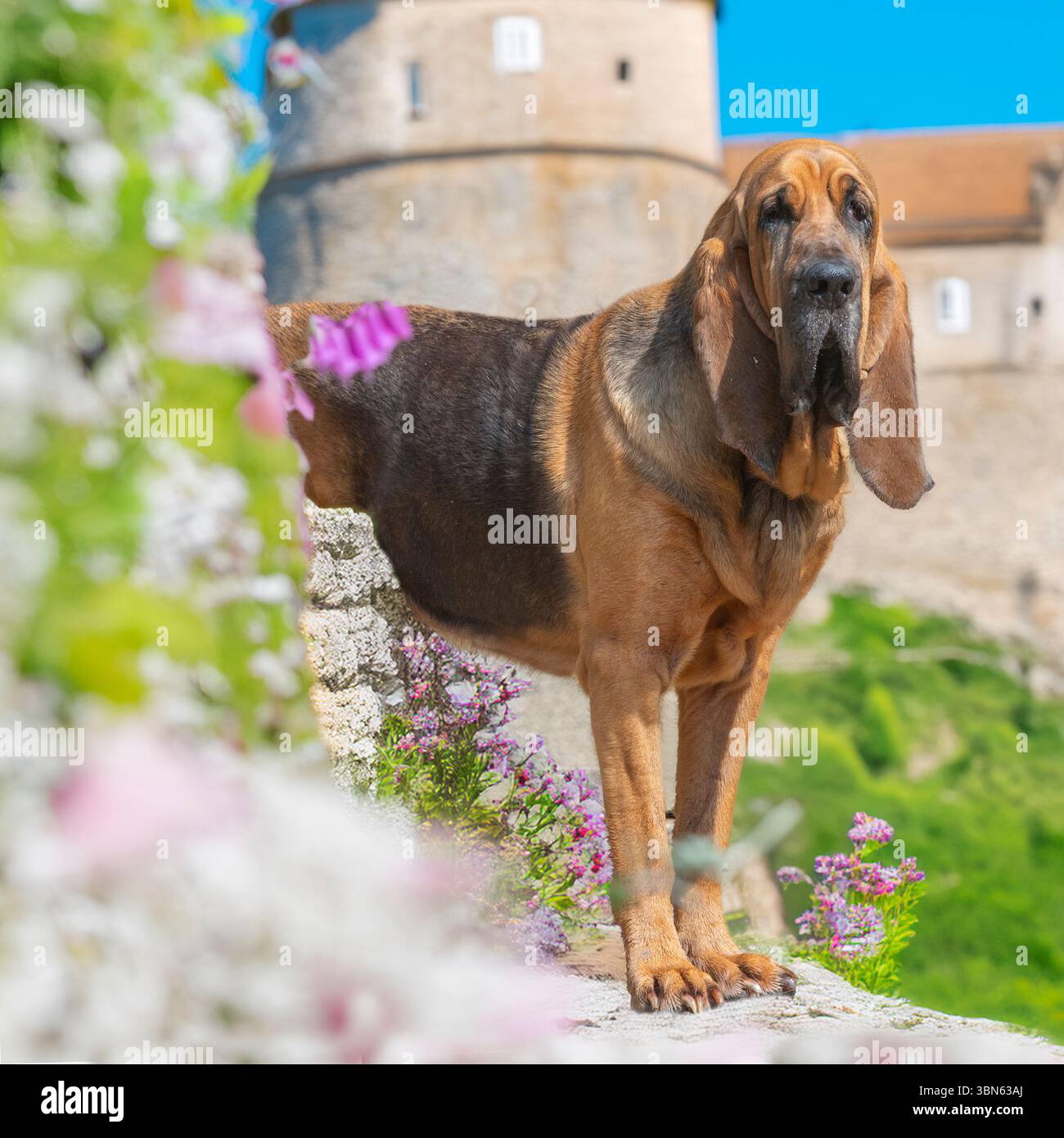 bloodhound in piedi accanto a un castello francese Foto Stock